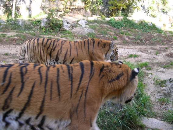  Deur tigres (zoo de la citadelle)